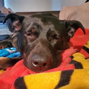 Meet your Posher, Tory